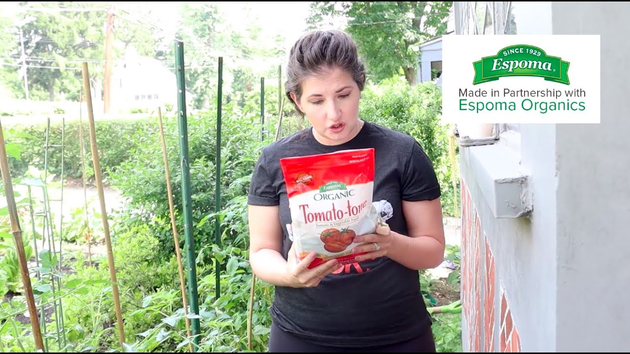 Tying up & Fertilizing the Tomatoes!