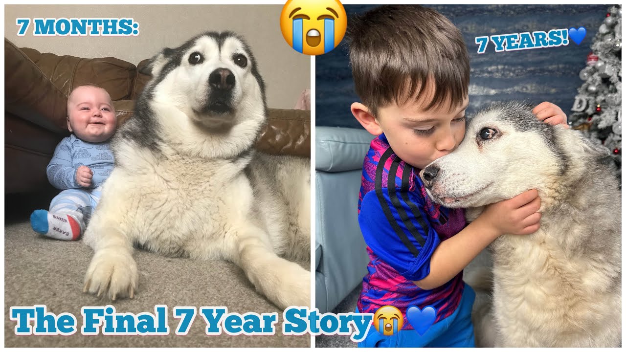The Final Full 7 Year Story Of My Baby & Husky Becoming Best Friends!😭💖. Fly High Millie. [THE END]