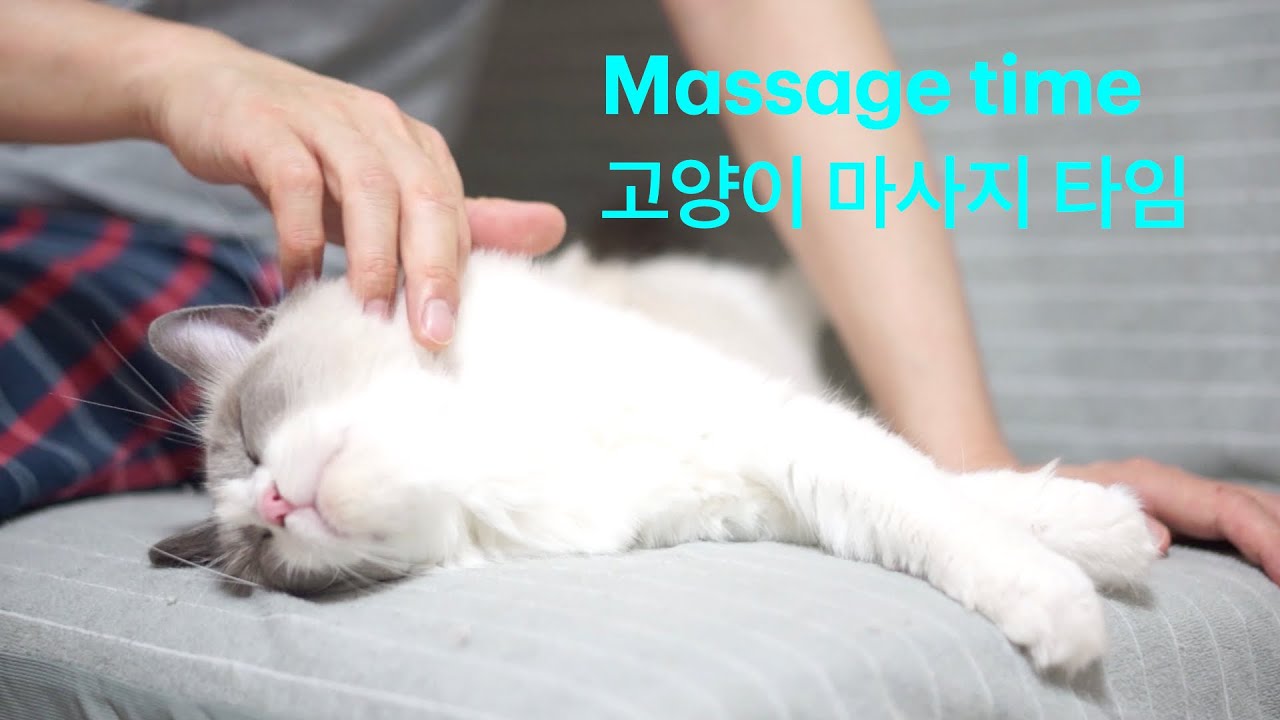 고양이 마사지 타임 猫のマッサージタイム