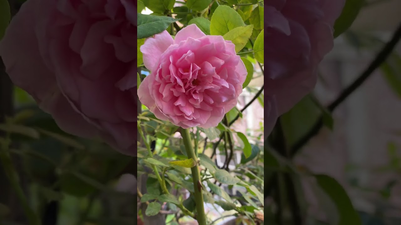 Mary Rose || David Austin #rosegarden #englishrose #shrub #terracegarden #fragrant #gulab #rose