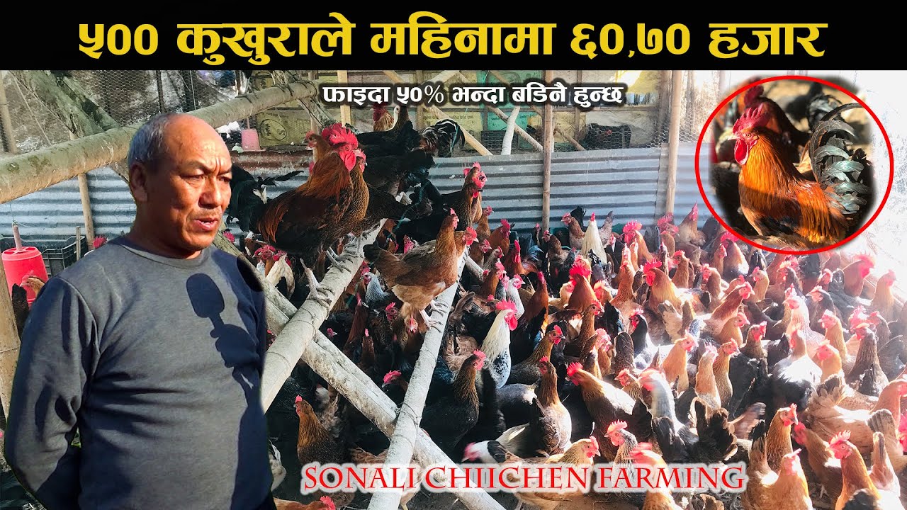 मासिक ६०,७० हजार बचिरहेको छ | Sonali Chicken Farming In Nepal | Poultry Farm Business Plan #chicken