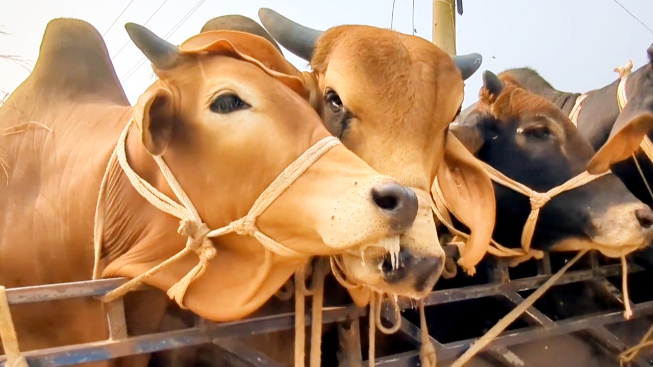 cow video, goru video, cow unloading, cow videos, animal, big cow,  hamba cow, Ep-13