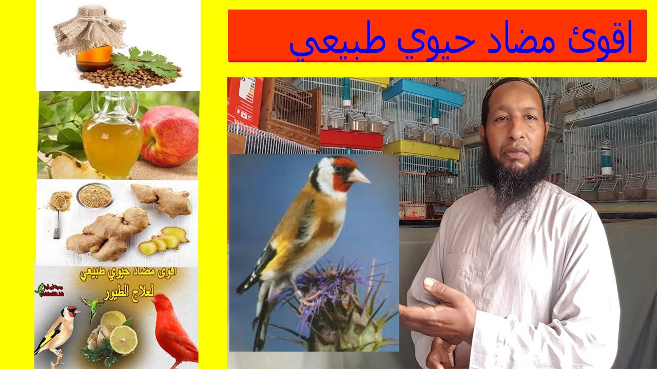 modad hayaw مول لفراخ اكتشف اقوئ مضاد حيري طبيعي