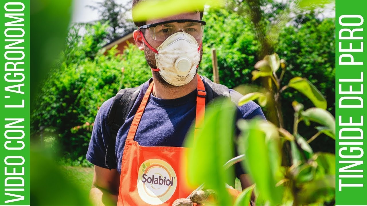 FOGLIE ACCARTOCCIATE del PERO