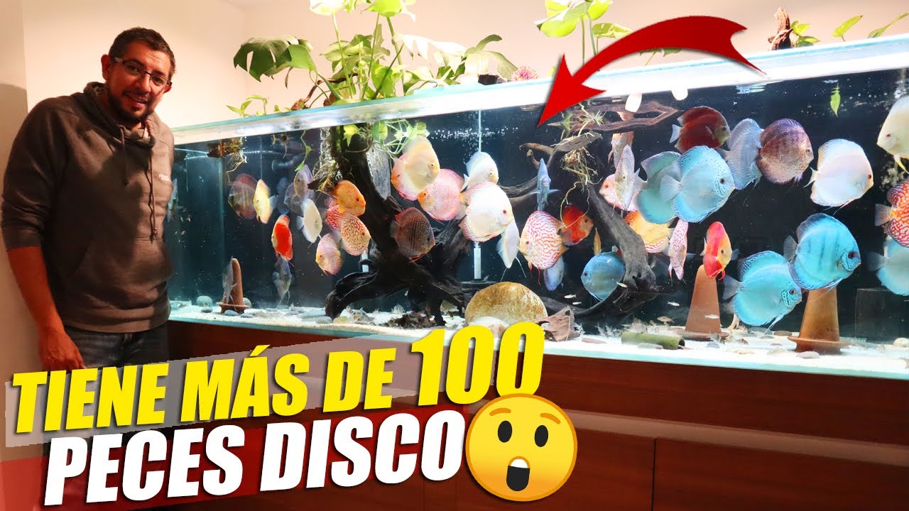 Los IMPRESIONANTES Acuarios De Oswaldo 🤯😍