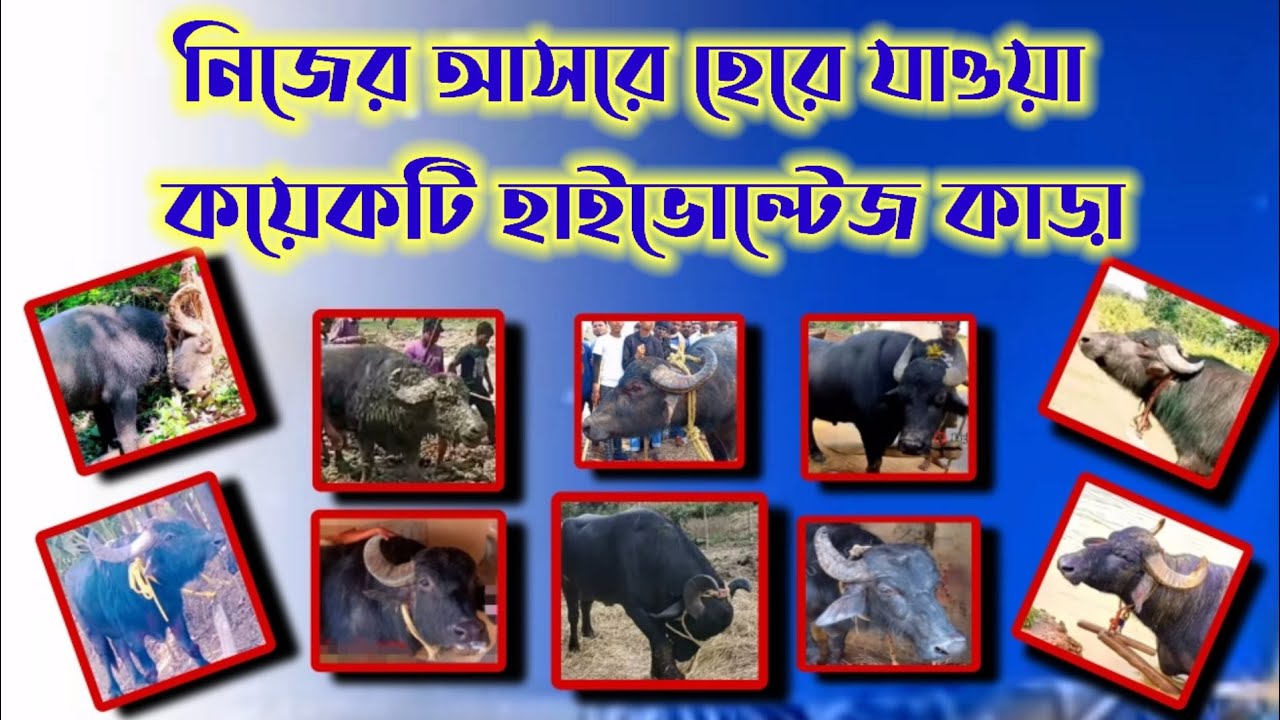 নিজের আসরে হেরে যাওয়া কয়েকটি হাইভোল্টেজ কাড়া  // PURULIA KARA LARAI //