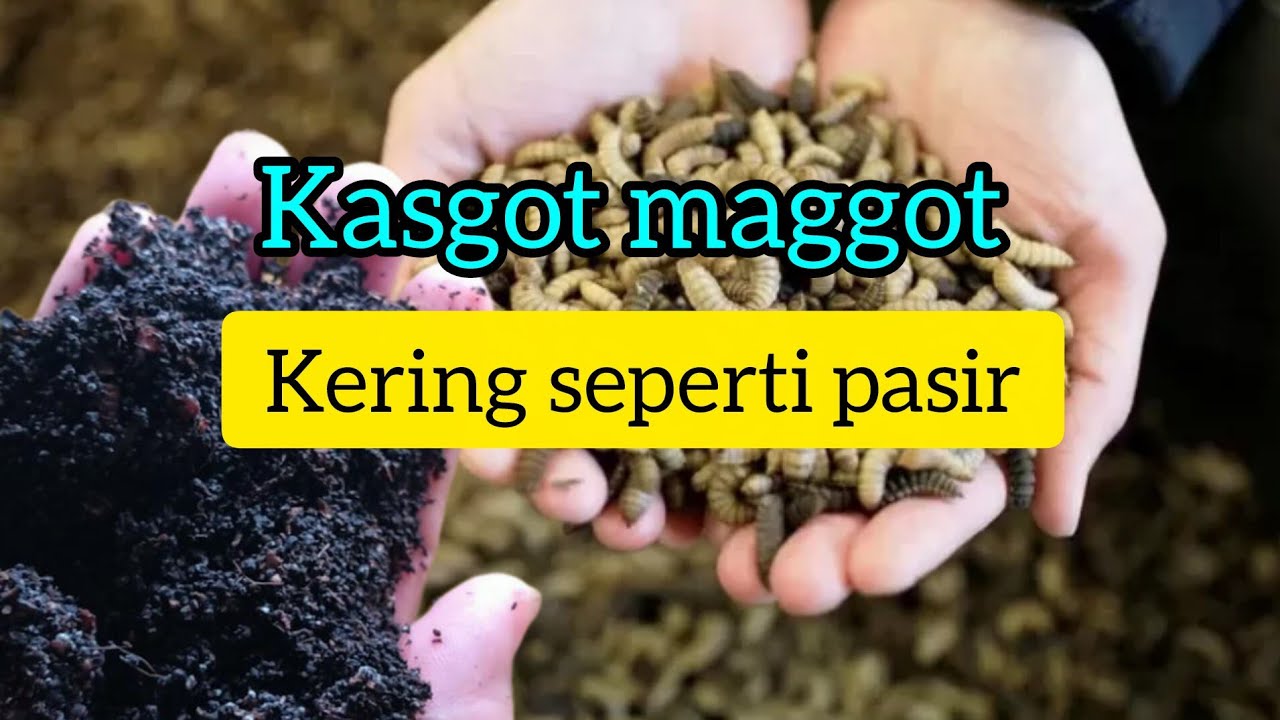 Kasgot maggot kering seperti pasir #budidaya maggot sistem kering part 2
