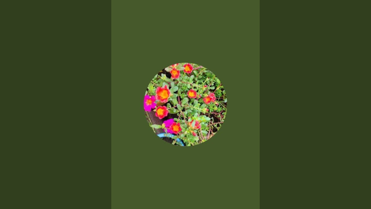 Explore the nature view, gardening tips, flower garden