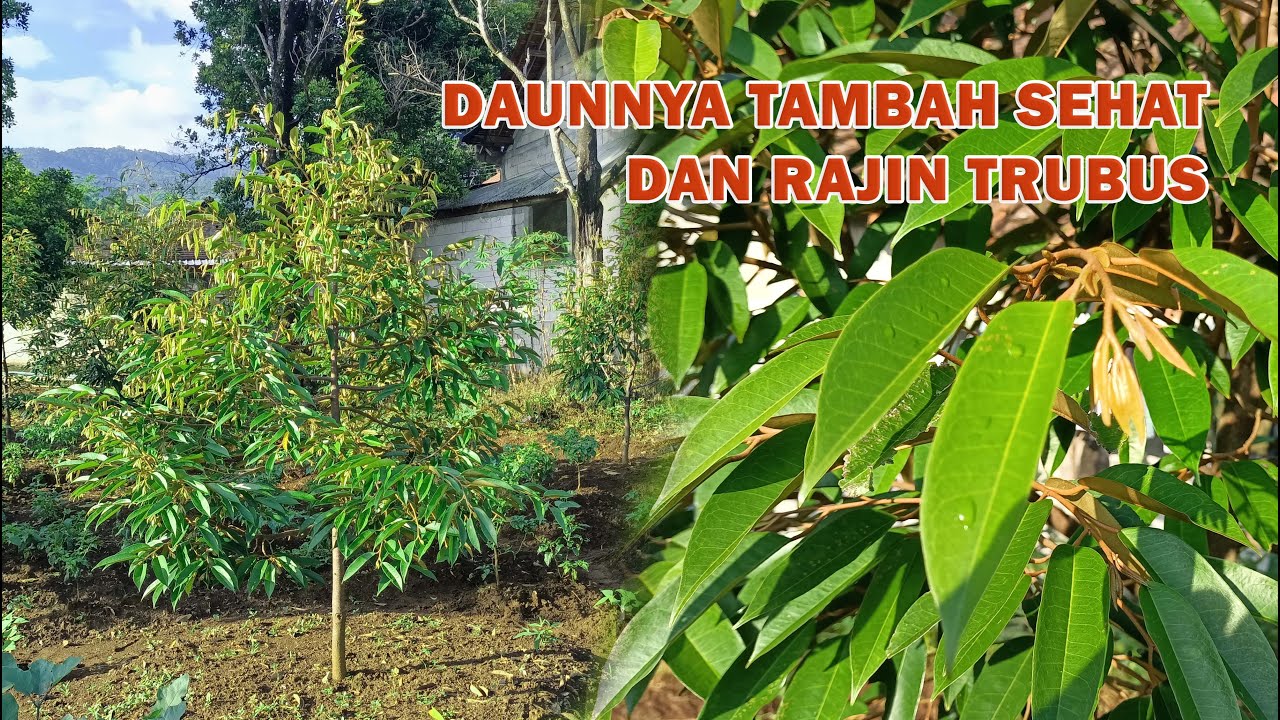 Setelah dua minggu dilakukan penyemprotan, trubusnya bermunculan dan serempak