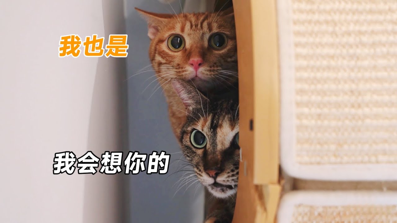 流浪橘貓獲好心人領養，臨行前跟高顏值「女友」疊貓貓告別｜李喜猫