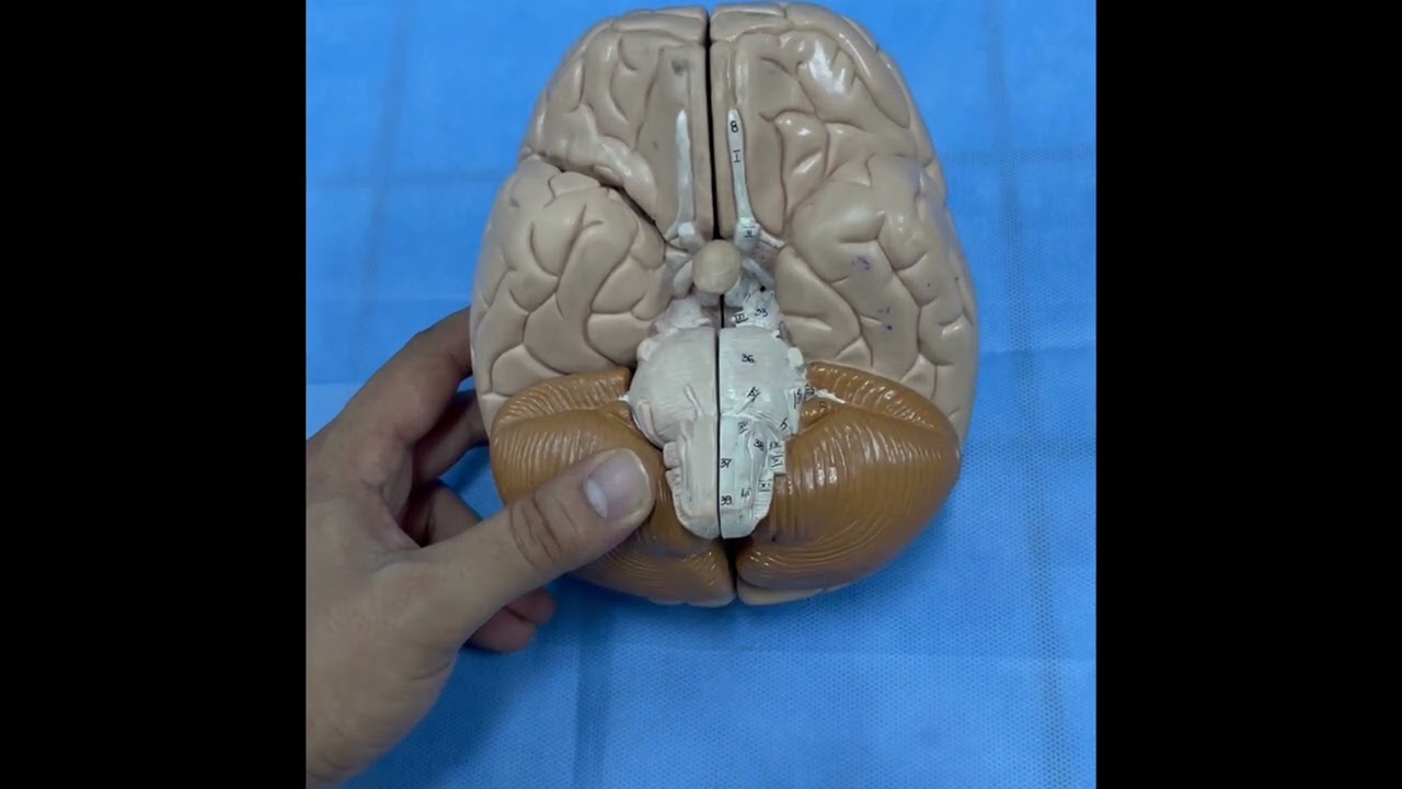 ANATOMIE FMPM LE TRONC CEREBRAL