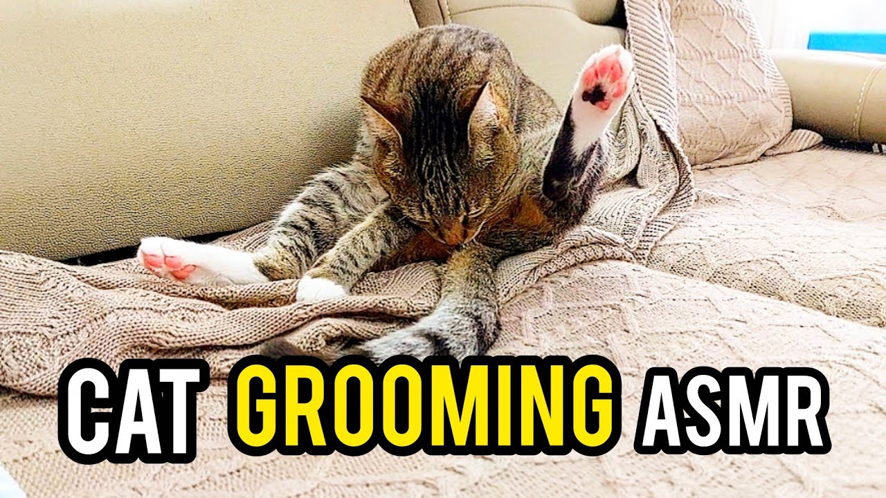 Relaxing Cat Grooming ASMR 😻 16 Minutes of Cute Tabby Licking & Cleaning