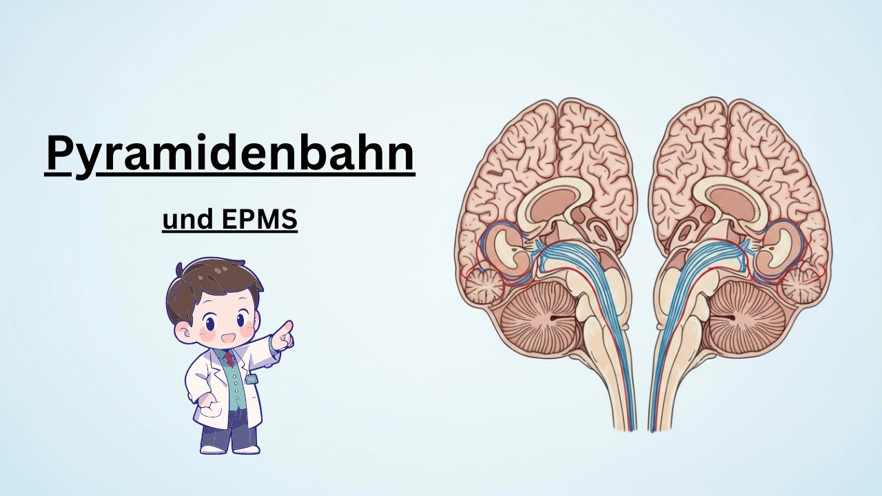 Pyramidenbahn & EPMS einfach erklärt – Motorik verständlich