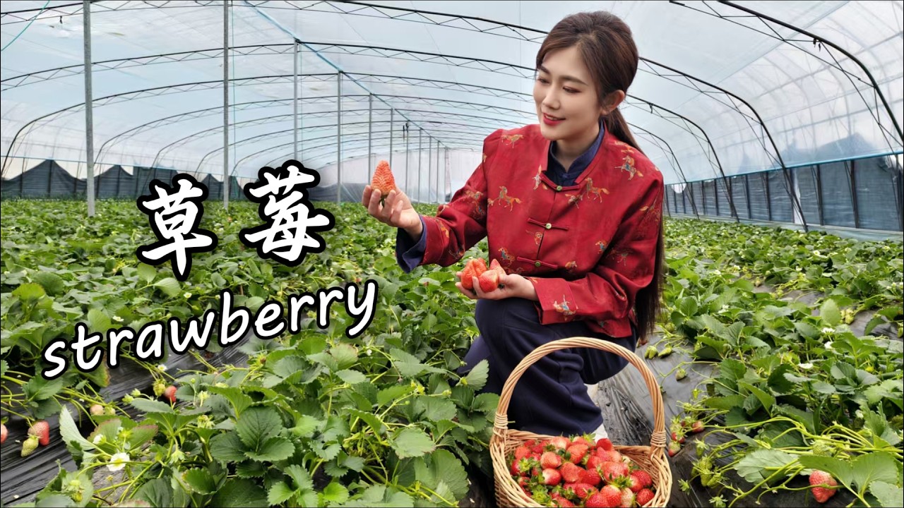 The same hands that pick strawberries stir sugar water by afternoon【海曲姑娘 Haiqu Girl】#strawberries