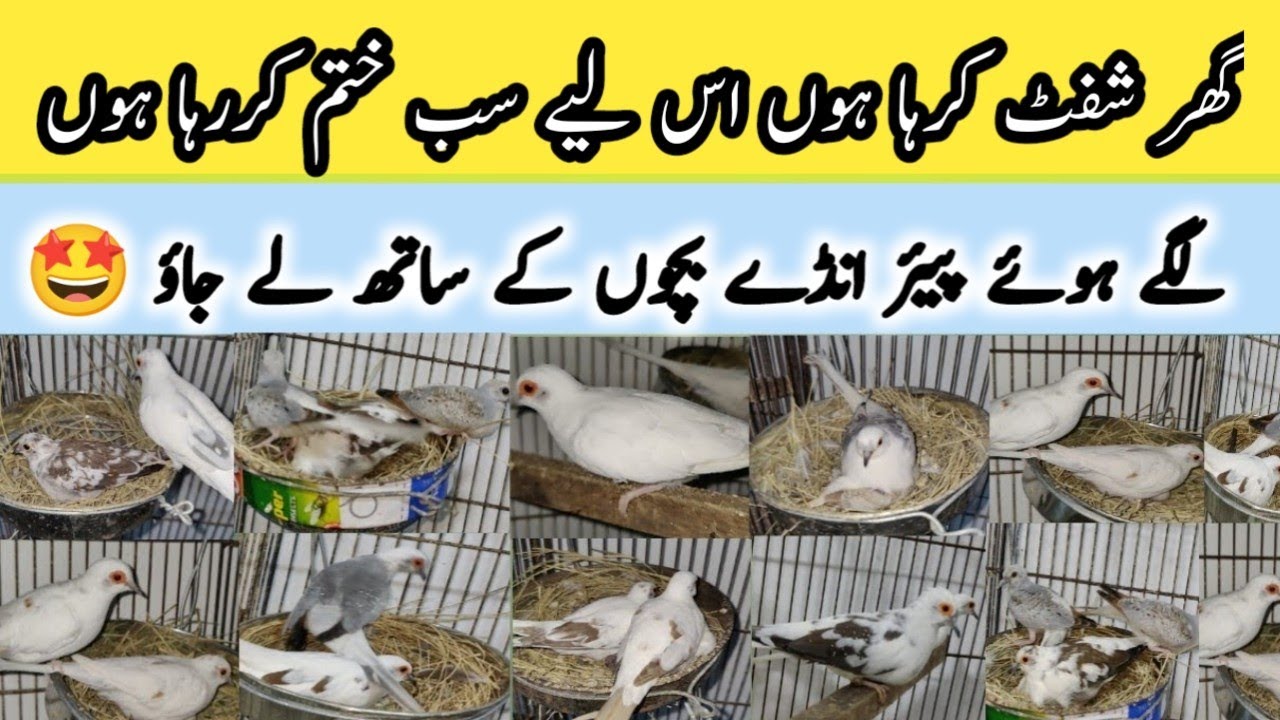 Complete Red Diamond Pied China Dove Banglies Java Setup in karachi|| Birds Breeding Setup||B4BIRDS