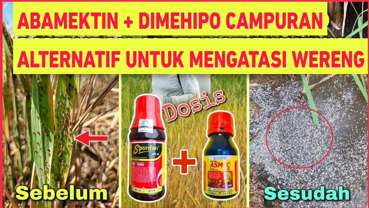 Campuran Alternatif Untuk Obat Wereng Coklat Di Musim Hujan❗Walau Racikan Tetap Ampuh