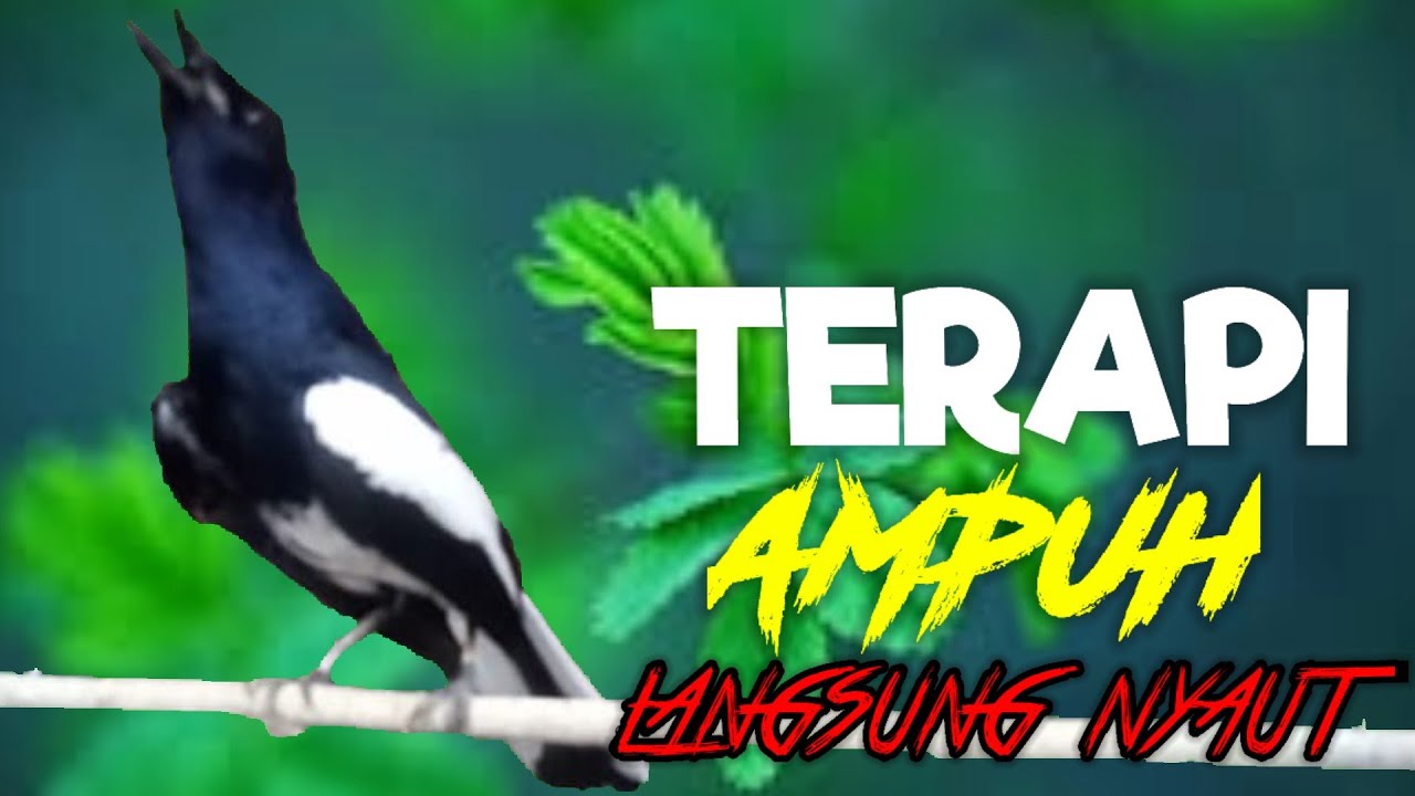 terapi kacer ngeplong ini ampuh memancing kacer apasaja supaya nyaut gacor!