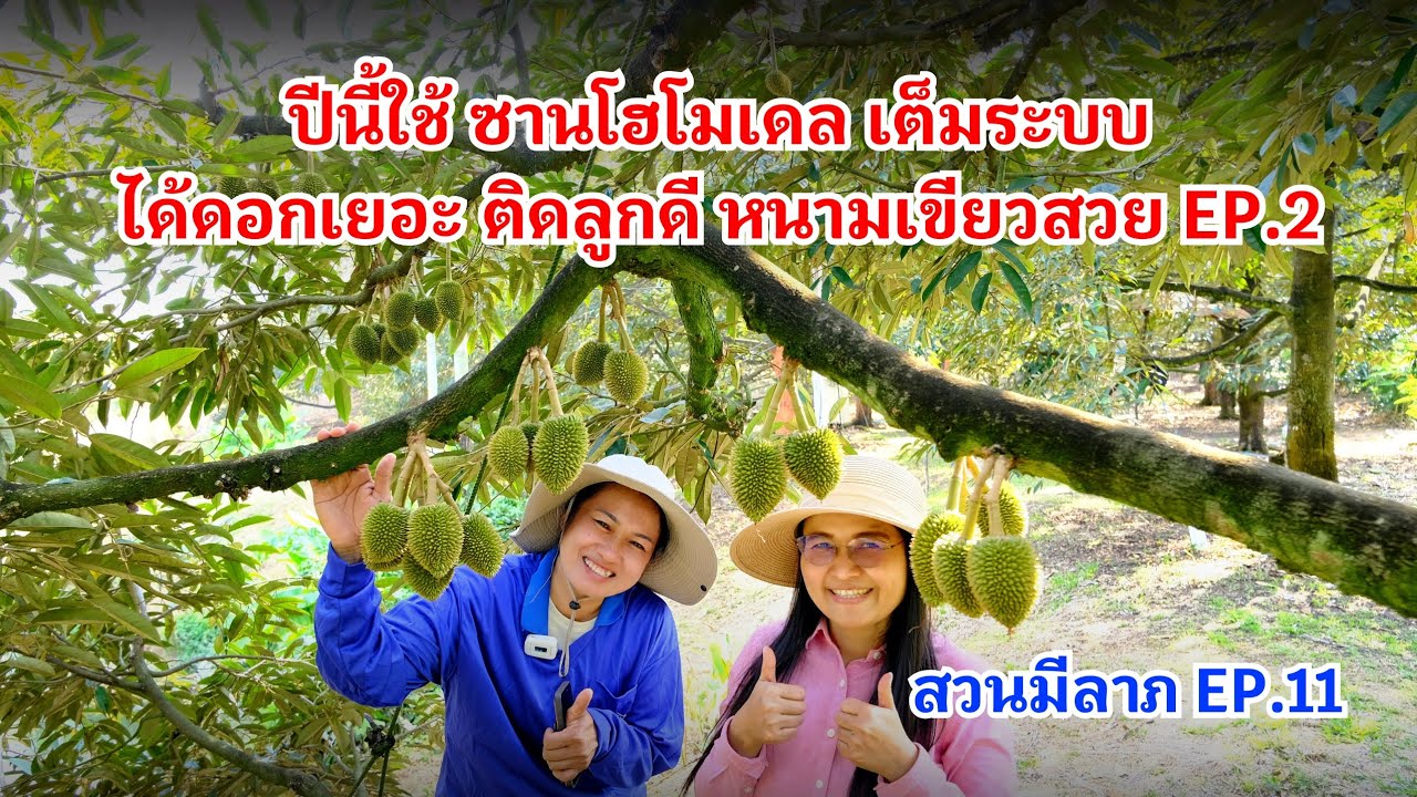 #กวินบินได้ EP.536 ปีนี้ใช้ซานโฮโมเดล เต็มระบบ ได้ดอกเยอะ ติดลูกดี หนามเขียวสวย EP.2 #สวนมีลาภ EP.11