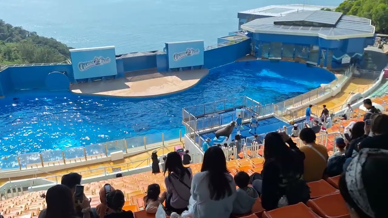 Dolphin Explorations（Marine World）