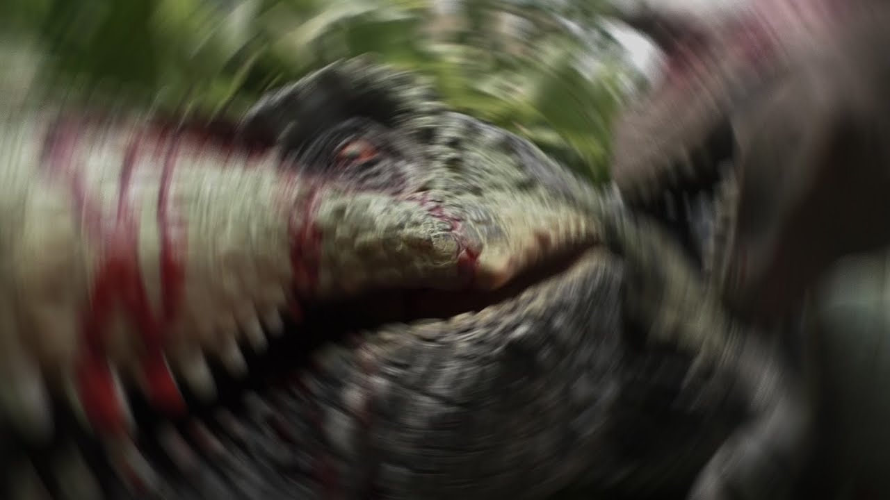Dino Duels Ep. 8: T-Rex vs Carnotaurus