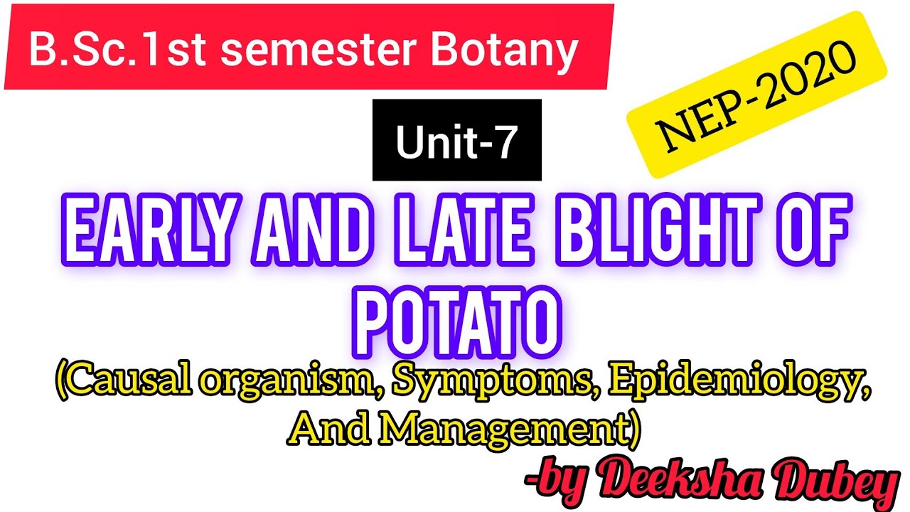 Early and late blight of potato BSc 1st semester Botany unit 7 #bscbotany#botany#potato#potatoblight