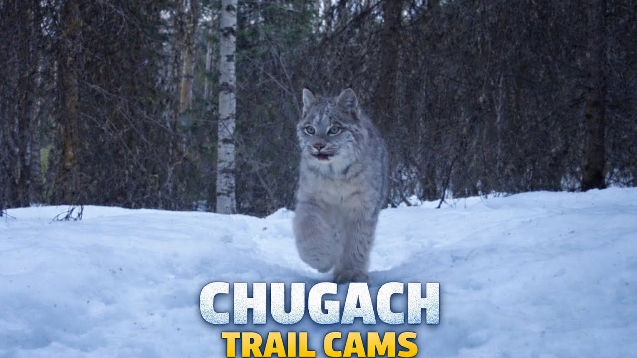 Wolf, lynx, and even a coyote. 
