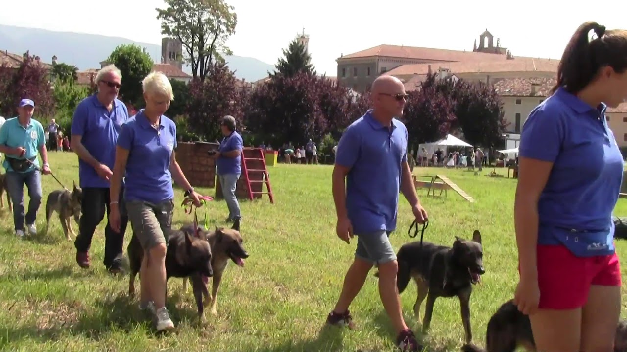 LUPO ITALIANO -  PALIO DI CENEDA 2018
