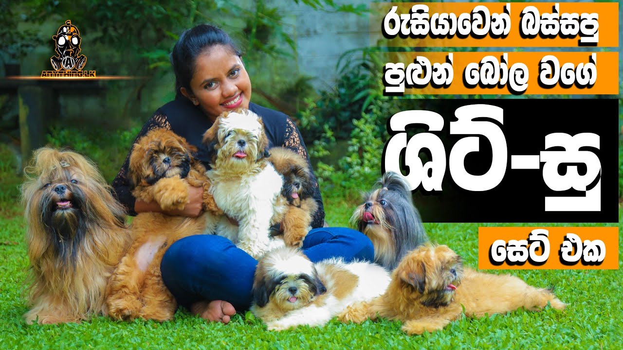 රුසියාවෙන් බස්සපු පුළුන් බෝල වගේ ශිට්-සු සෙට් එක | Pure Breed Shih-Tzu Sri Lanka | Anything.lk