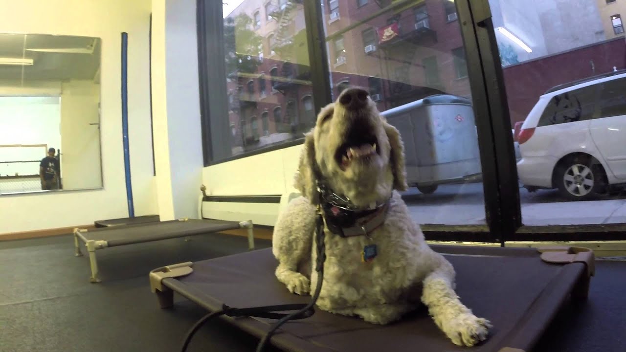 Remote collar training (finding the dogs initial level)