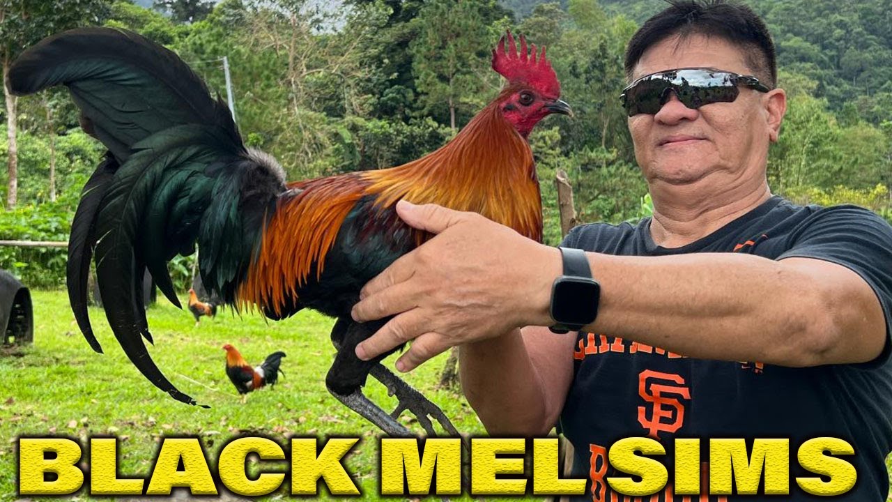 Melsims Black Trio Pure Duke Hulsey Lemon 84 - Bj Lunao Farm
