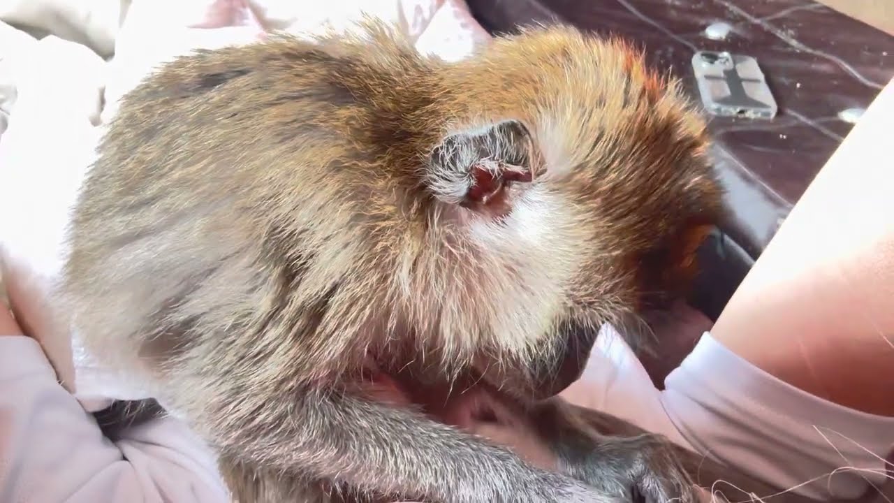 Macaque Monkey Ralphie D ASMR