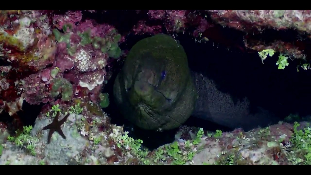 Gunbeach May 2023 night dive.  Largest Eel Ever