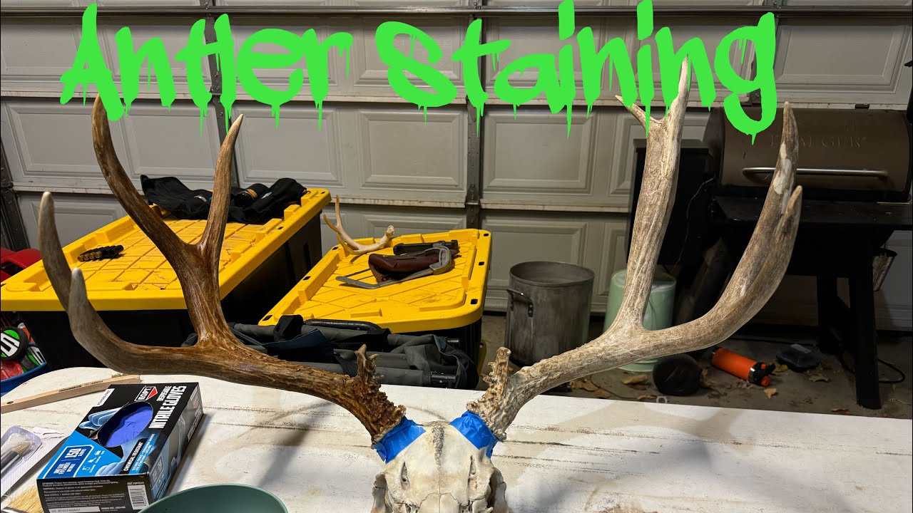 Staining Antler On A Mule Deer Rack