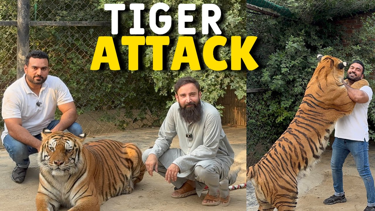 Lara Tigeres Attack On Me 😱🐅😭