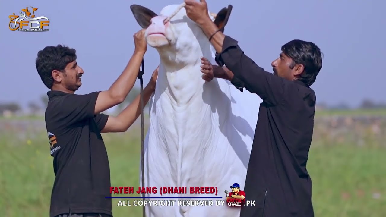 King of Dhani Bull | Huge Breeding Setup | FarrukhCattle | Rlog
