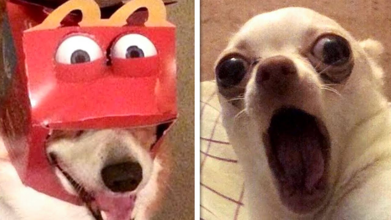 Try Not To Laugh: Funny Dogs Having a Bad Day! | Pets Town