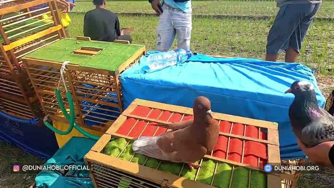 LATIH PIYIKAN CUPU MALAH BIKIN KAGET