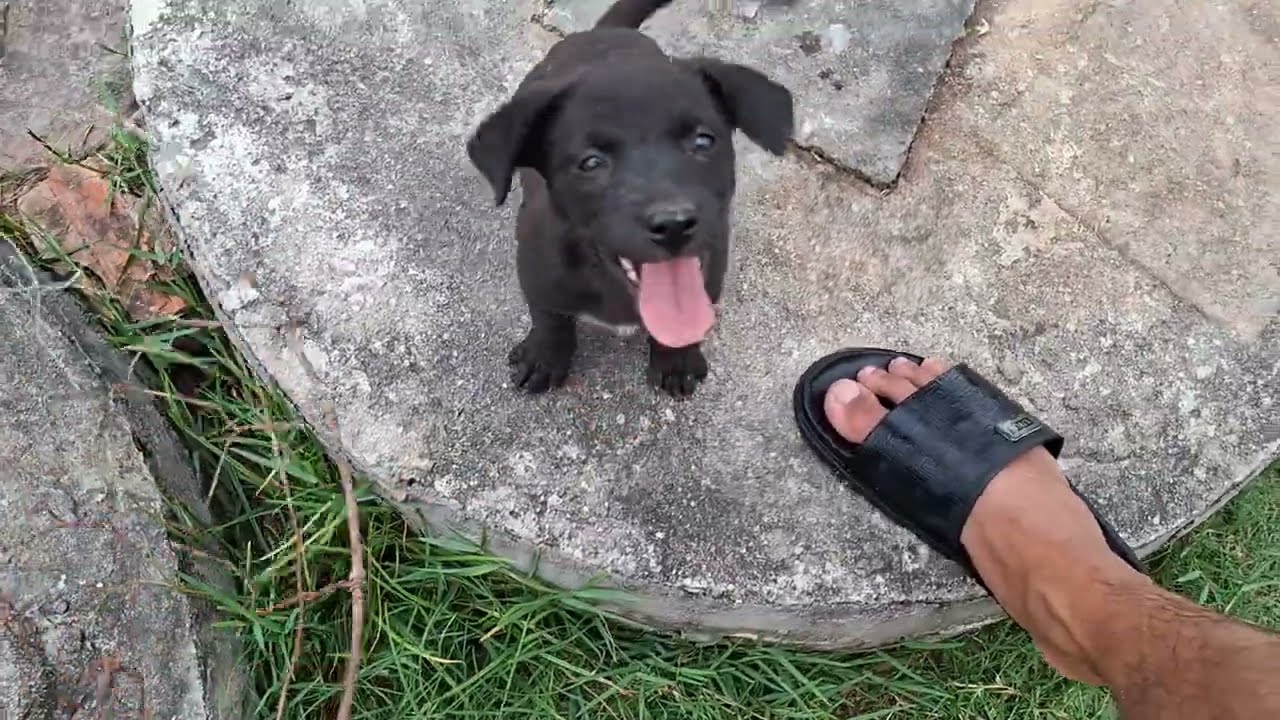 Ultimate Puppy Challenge: Matching Dogs & Finding Out Who Wins the Cutest Contest!