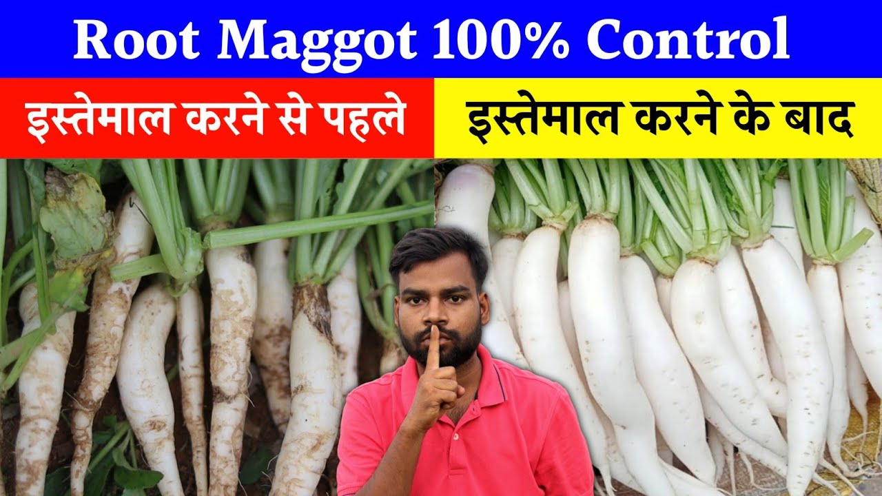 मूली में Root Meggot 100% कंट्रोल | Root Meggot in Radish | अब मूली की खेती करना हो गया आसान 💯🤫