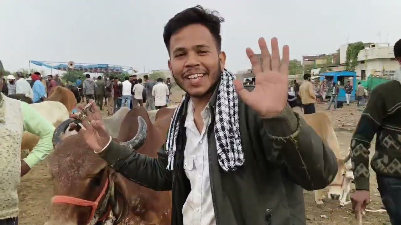 बेरसिया पशु मेला भोपाल।। गाय भैंस की कीमत जानें गर्मी का असर साफ साफ बाजारों पर देखने को मिल रहा है