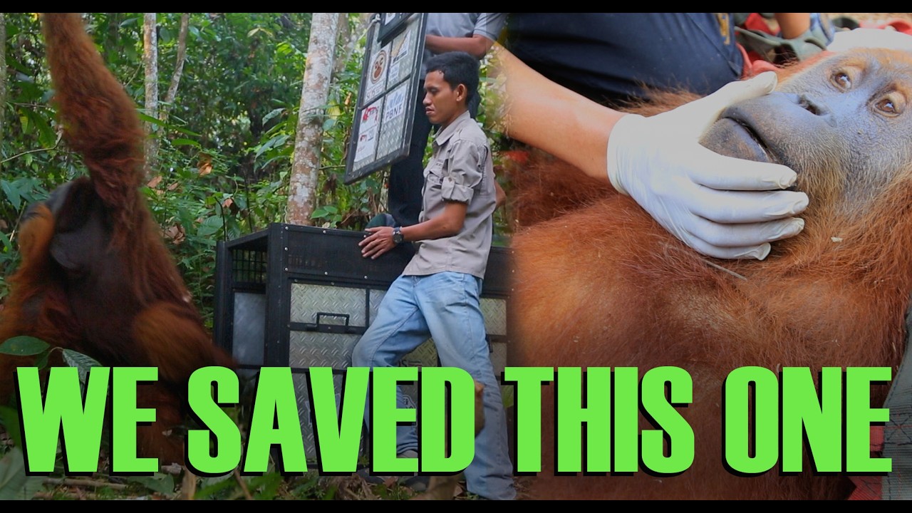 Saving the Leuser Ecosystem