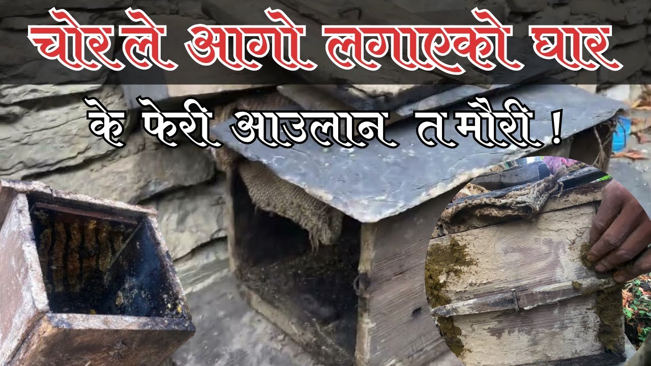 Yesari taliyo chorle aago lagayako ghar | Mahuri palam | Cerena Bee | Village lifestyle 2082 