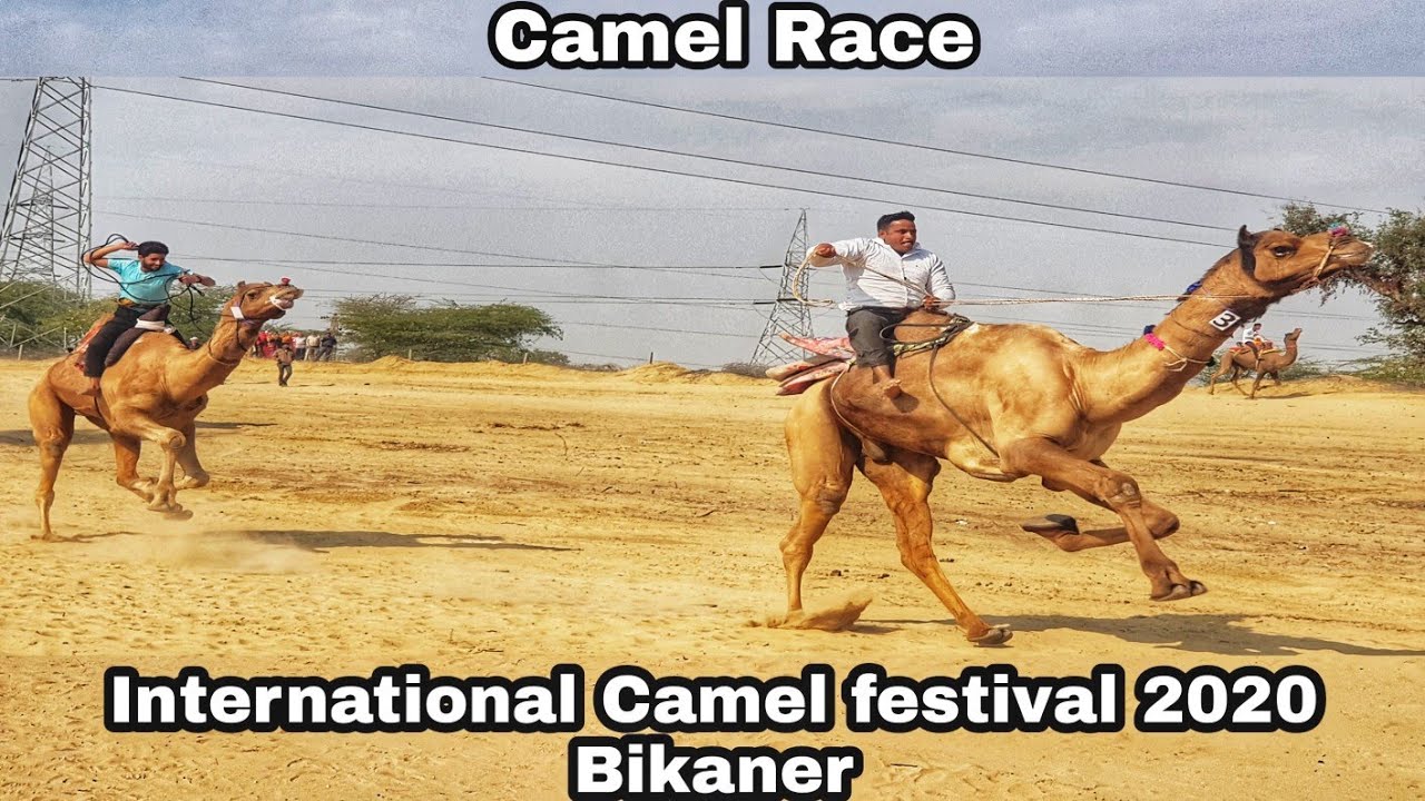 International Camel festival 2020 Bikaner /Camel Race