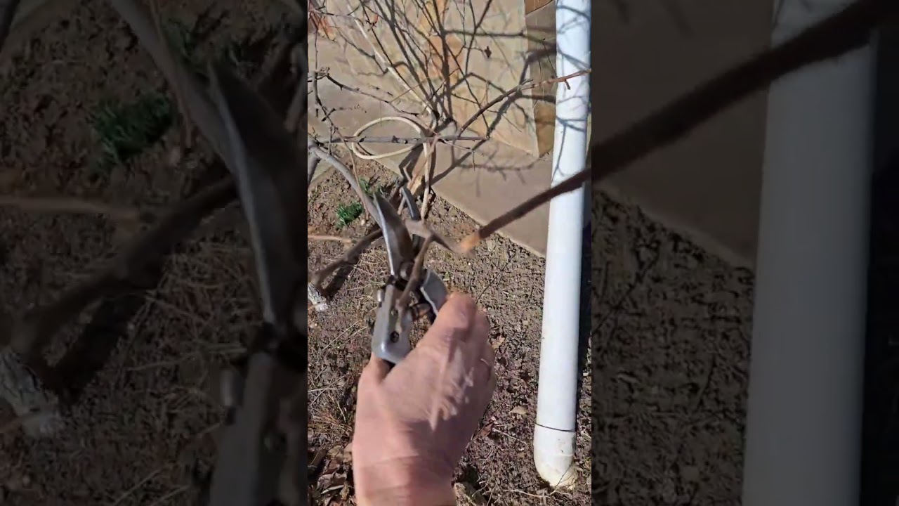 обрезка хурмы весной