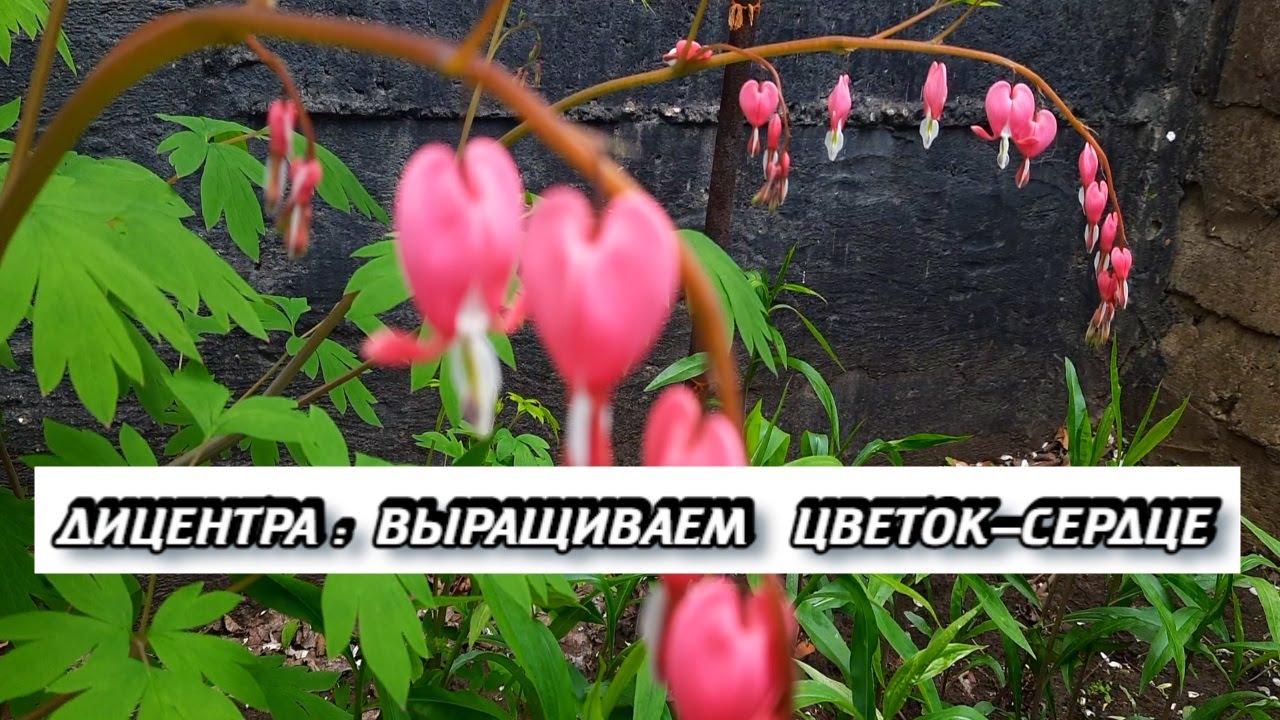 Дицентра Посадка и Уход - Цветок Разбитое Сердце - Выращивание Дицентры