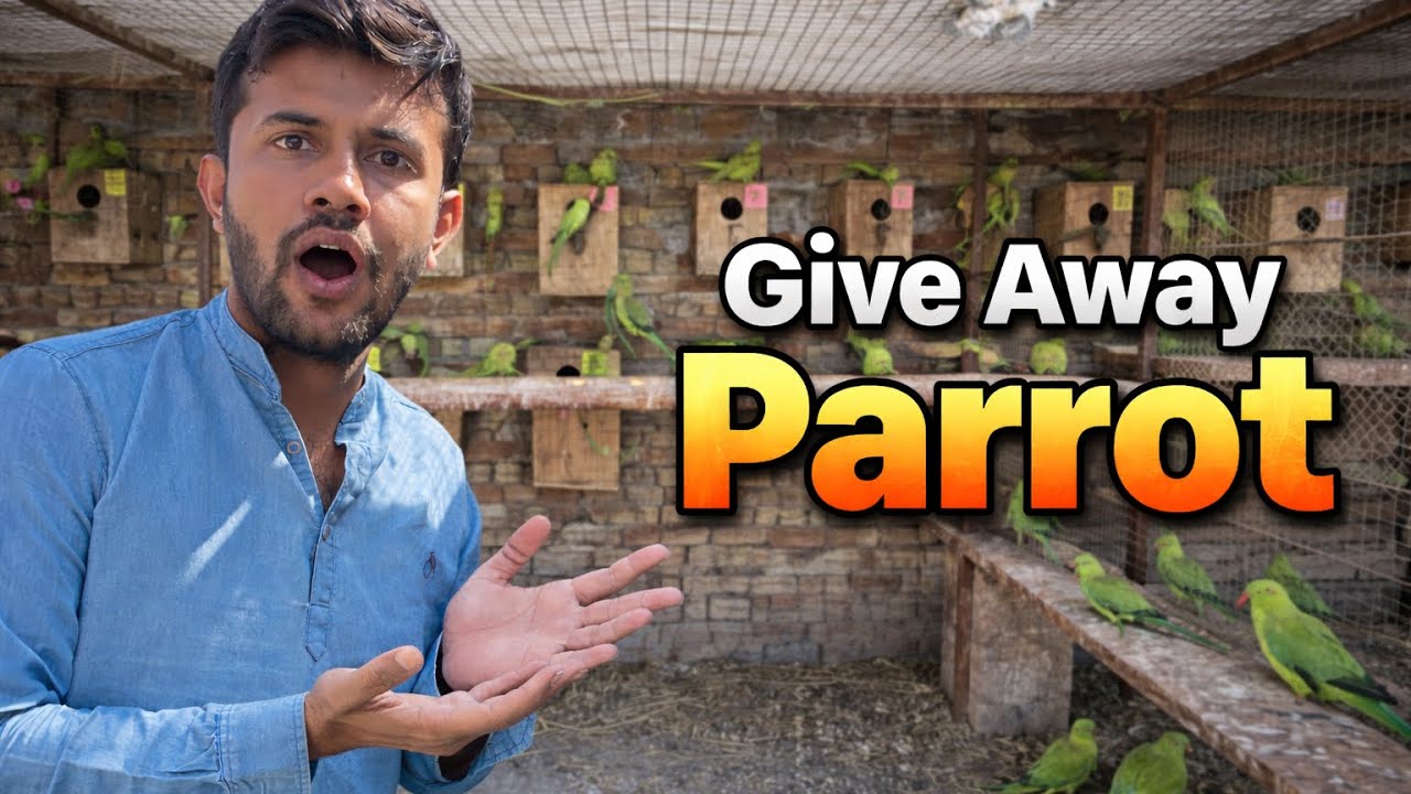 Give away Ringneck parrot 🥰