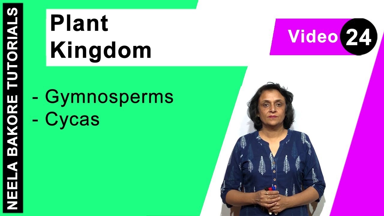 Plant Kingdom | NEET | Gymnosperms - Cycas | Neela Bakore Tutorials