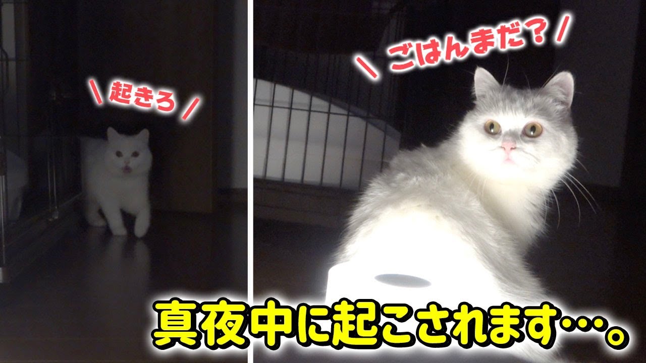 夜中でもお構いなしに飼い主を起こしにくる猫！