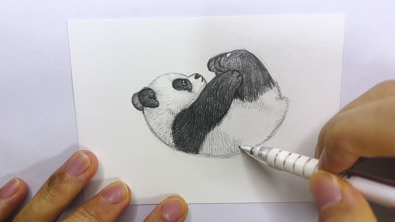 Draw panda Day 136｜pencil sketch