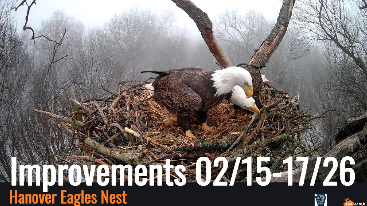 Hanover Eagles -  Nest Improvements Feb 15-17